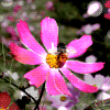 dawn6888