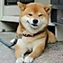 松饼大侠