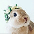 Bunny兔子姑娘