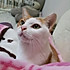 Unakitty