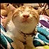 猫腻∩_∩
