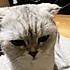 笨蛋熊猫王