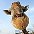 长颈鹿andElephant