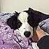 小黑笨笨