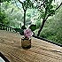 仲夏的梦