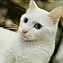 _熊猫君_
