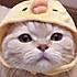 槑呆昵
