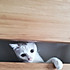小肥猫一号