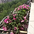 netyasheng