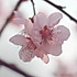 ___strawberry
