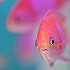 coral_033