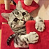 懒猫lanmao