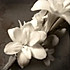 Jasmine.、