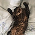 爱唱歌的猫