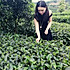 茼蒿~菜