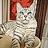 一摊猫饼