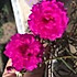 石榴花200988