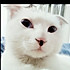 小馋猫736