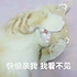 我只是猫崽子啊
