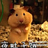 阳光肥龙