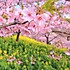 芥菜粒