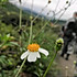 干煸杉菜