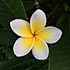 抹茶芝士球