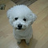 Wenwen_p