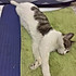 CC雒