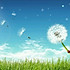 Dandelion天使
