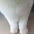 赵大猫=(^.^)=