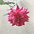 小星星爱吃糖