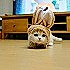 Yan雪琴