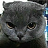 SHL_