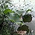 王打雨伞