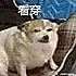 北坡炮兵并排跑