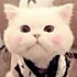 抓狂的猫猫