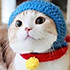 杨大猫