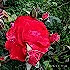 花開亦花落。。