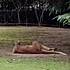波士顿的桃。