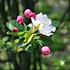 芳春沙