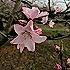 蔬菜包包