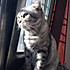 猫小娣