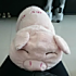 我是一只句号。！