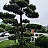 黑森林xzvw