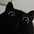 猫猫大人在此