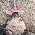 金色小飞蛋