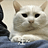 龘龖handsome