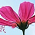 白玲5