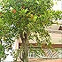 木木木vkux
